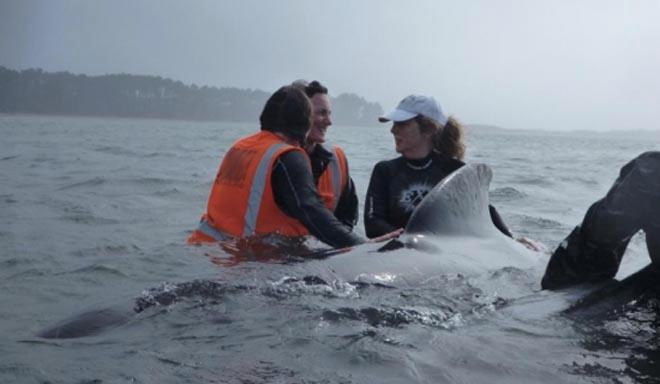 Rescuing a whale can be a difficult process ©  SW